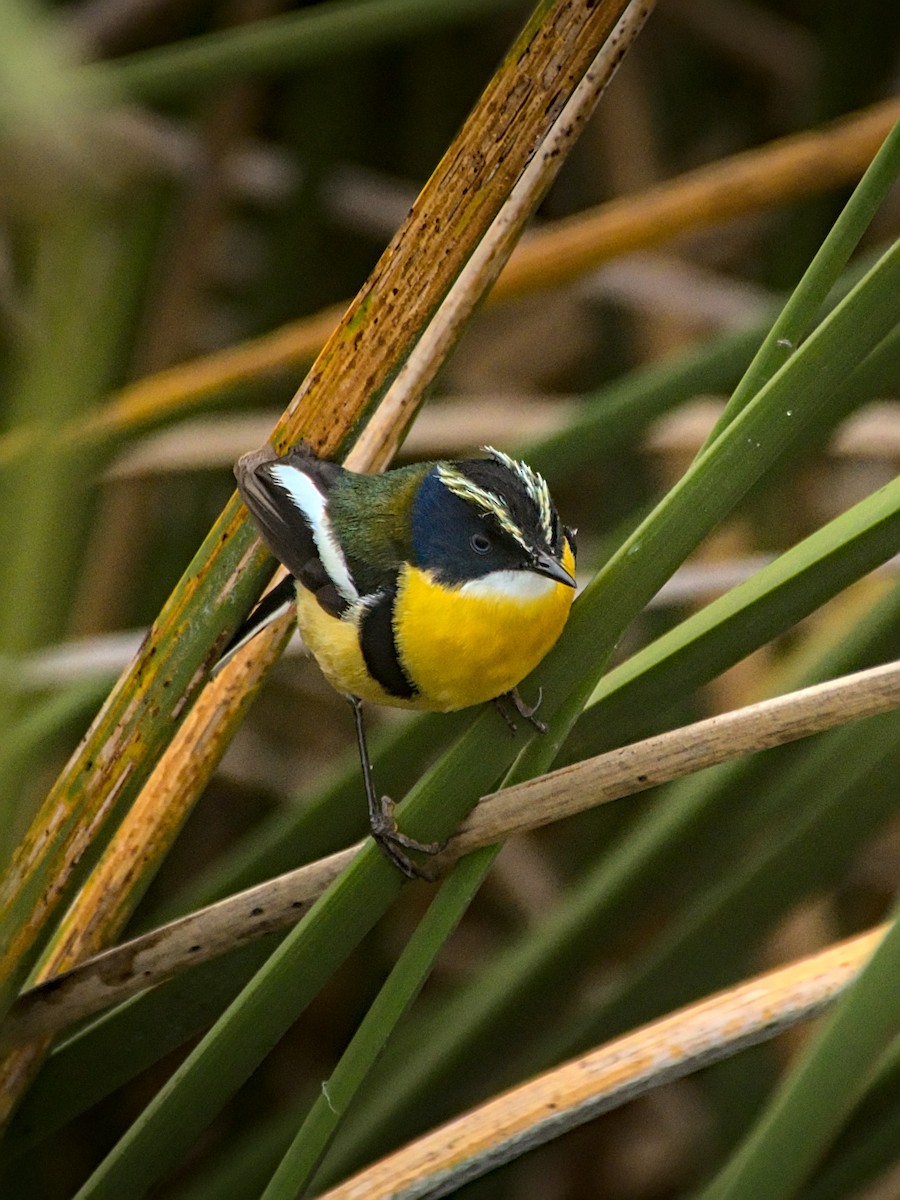 Many-colored Rush Tyrant - ML647788755