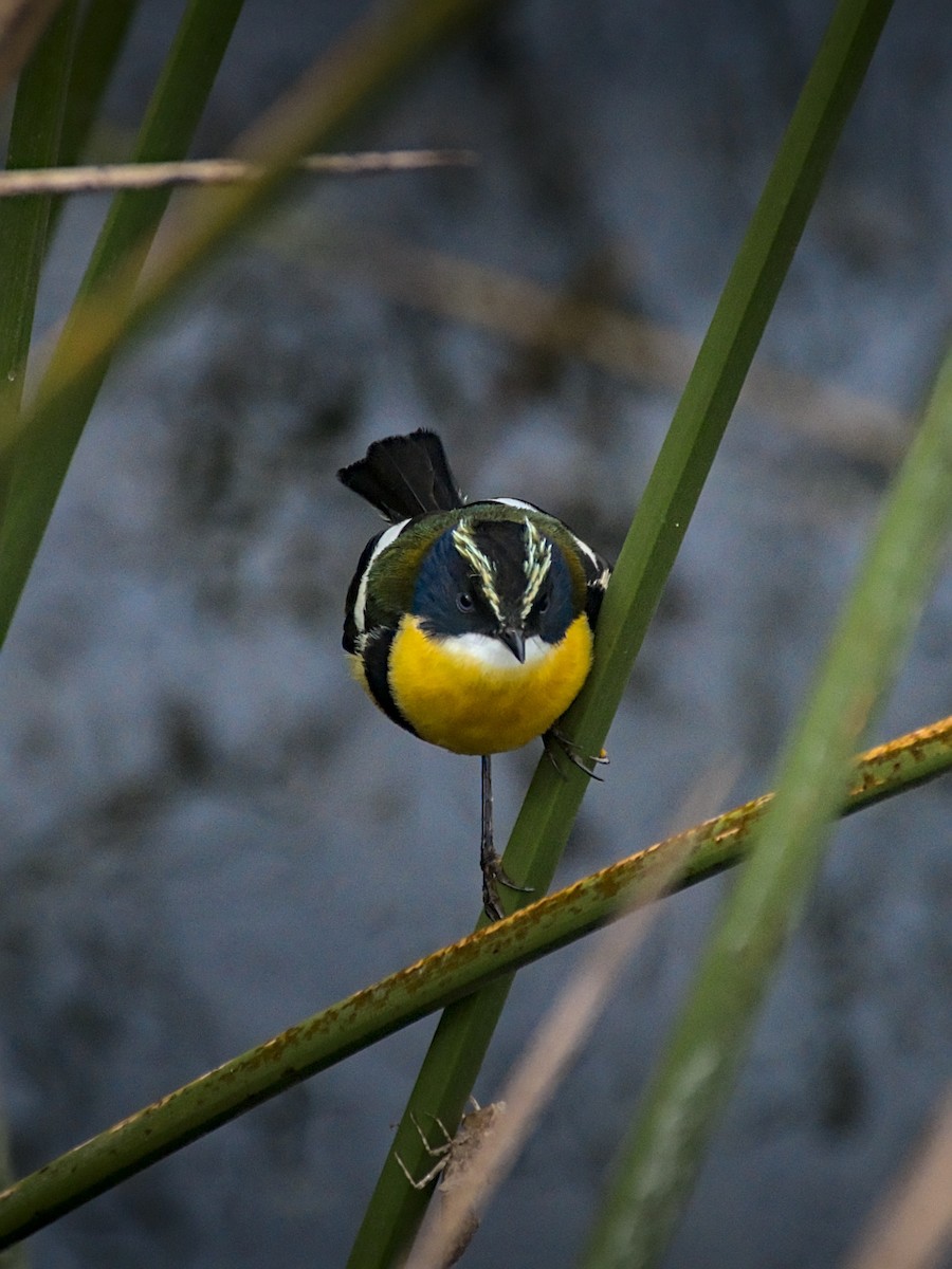 Many-colored Rush Tyrant - ML647788756