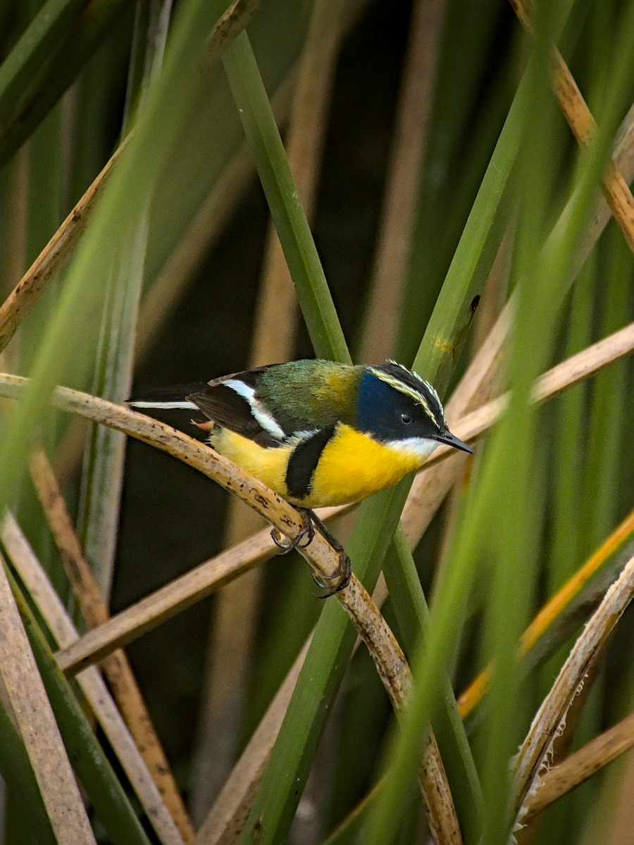 Many-colored Rush Tyrant - ML647788759