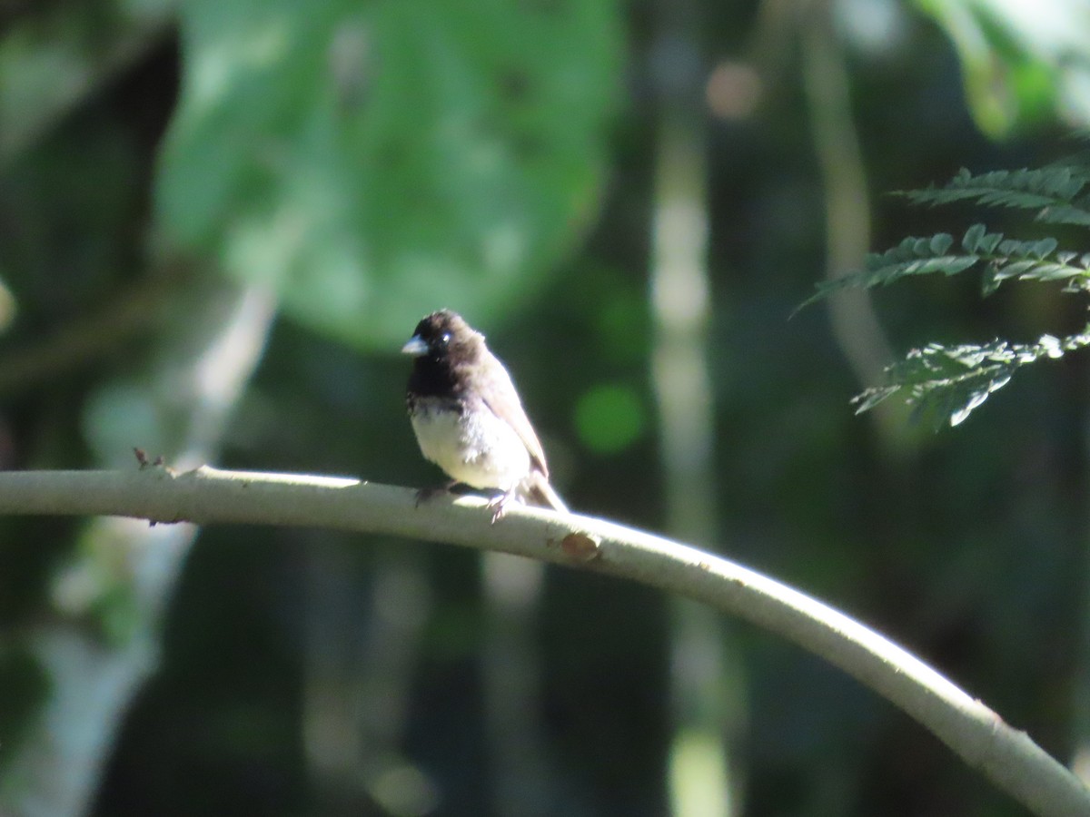 Yellow-bellied Seedeater - ML647788761