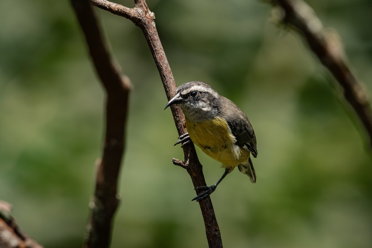 Bananaquit - ML647788769