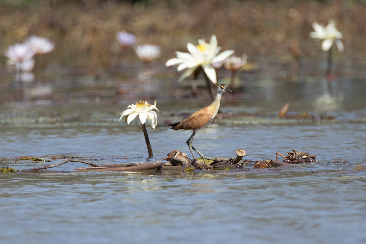 Jakana afrikarra - ML647788787