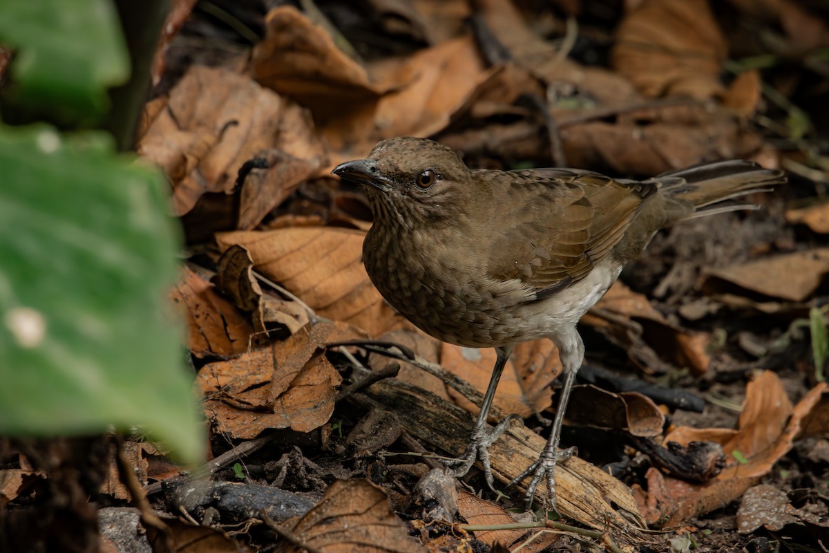 Black-billed Thrush - ML647788788