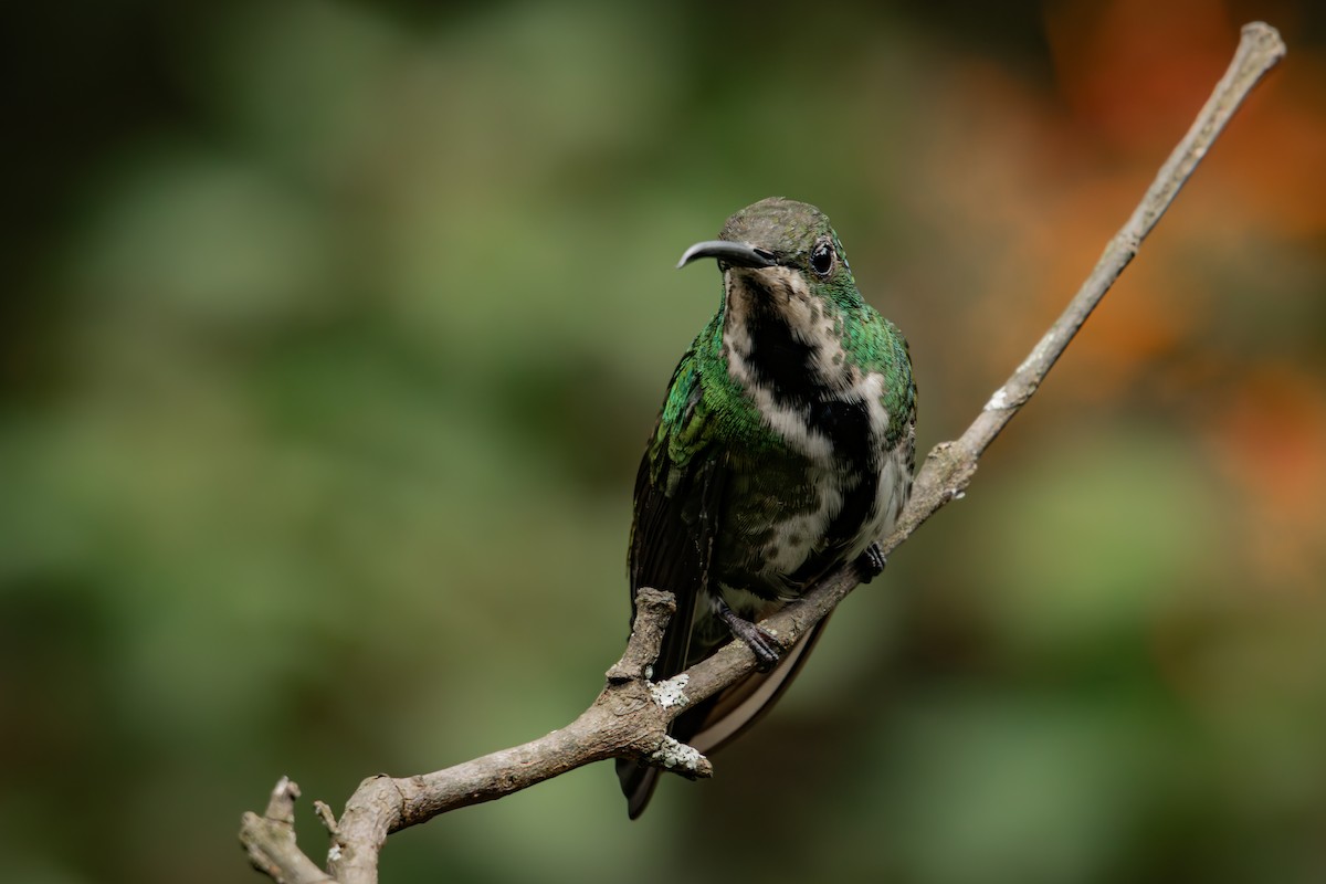 Black-throated Mango - ML647788804