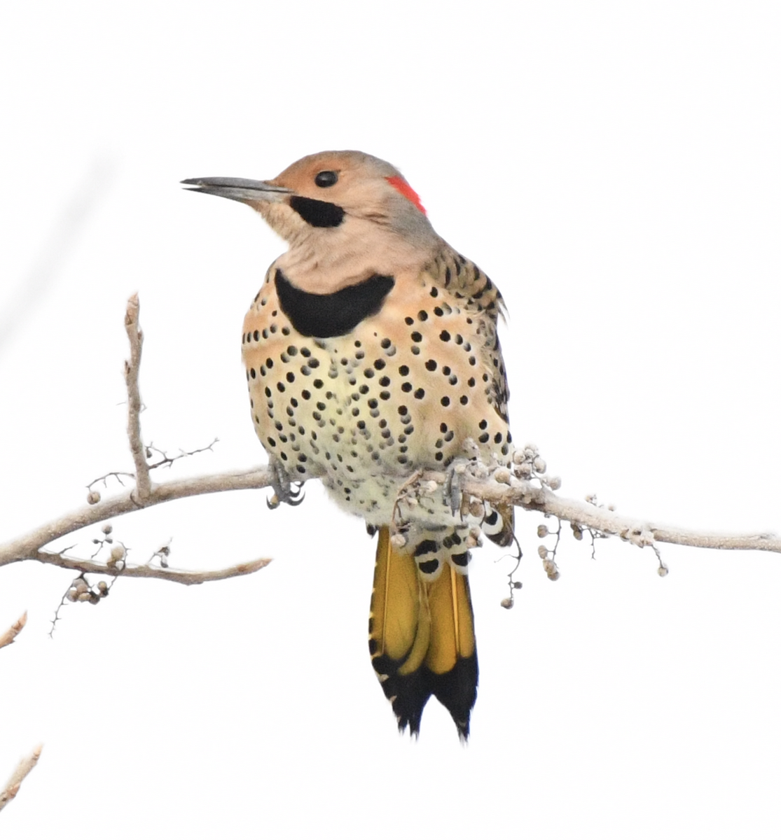 Northern Flicker - ML647788805