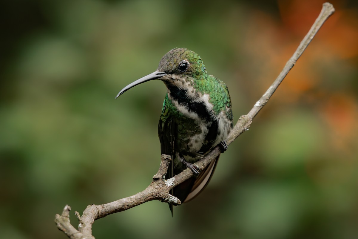 Black-throated Mango - ML647788809