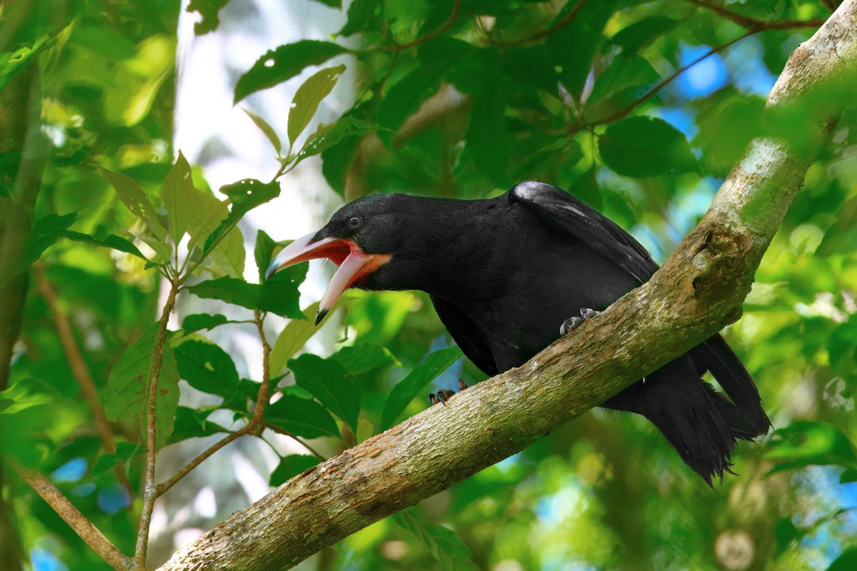 Guadalcanal Crow - ML647788812