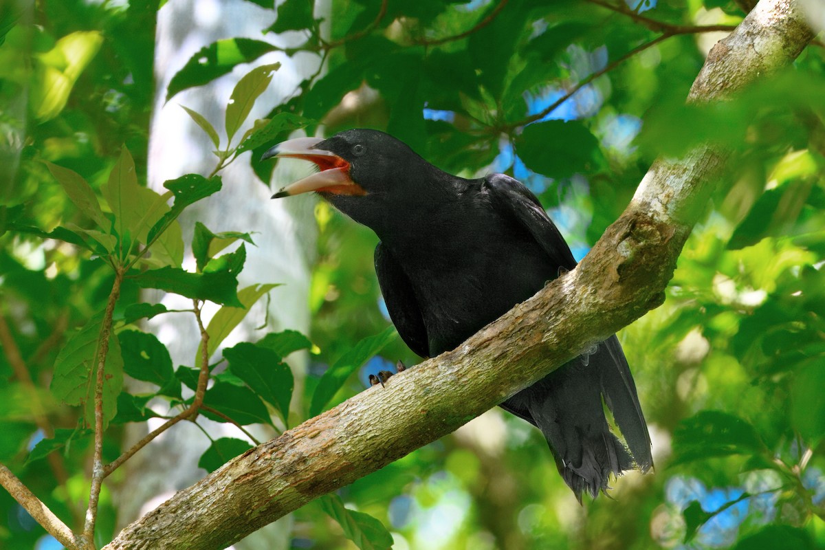 Guadalcanal Crow - ML647788813
