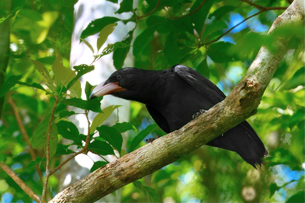 Guadalcanal Crow - ML647788814