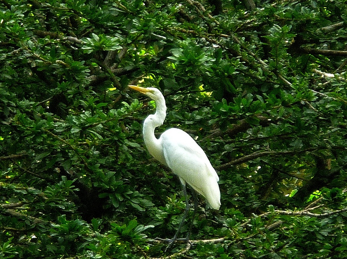 Koartza zuria - ML647788815