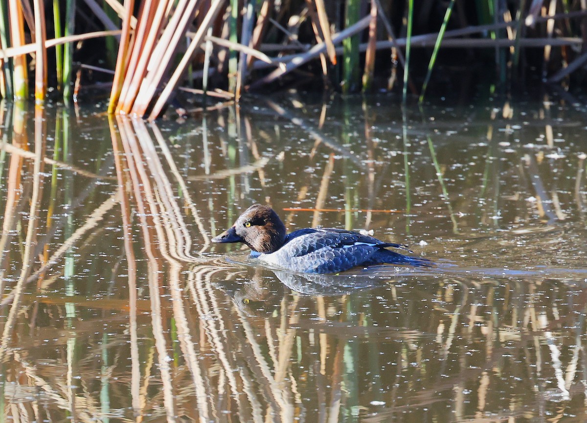 Murgilari urrebegia - ML647788816