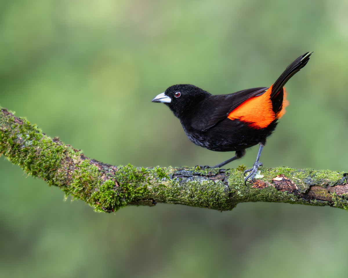 Scarlet-rumped Tanager - ML647788817