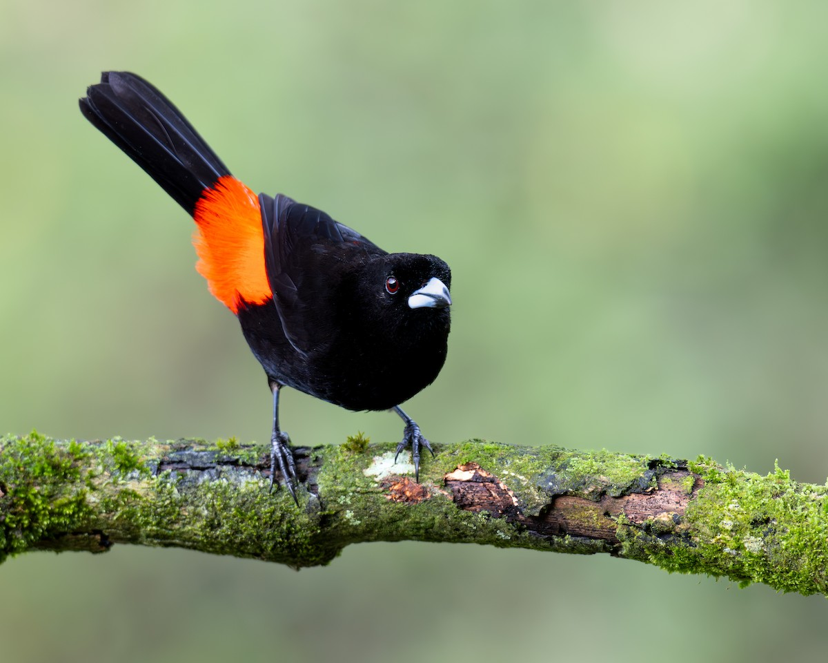 Scarlet-rumped Tanager - ML647788818