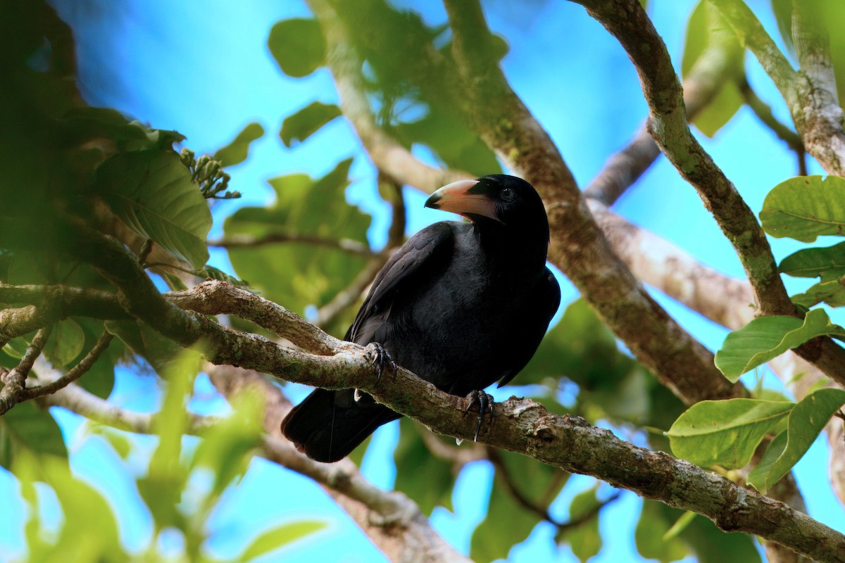 Guadalcanal Crow - ML647788819
