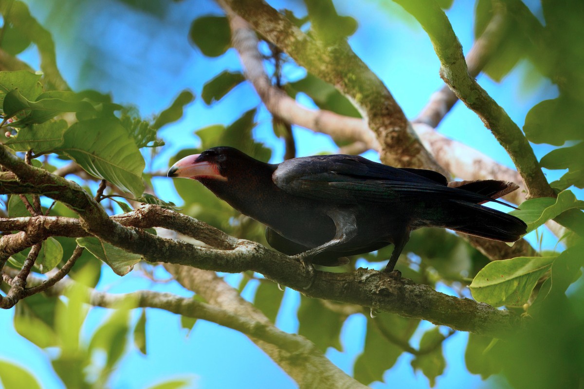 Guadalcanal Crow - ML647788820