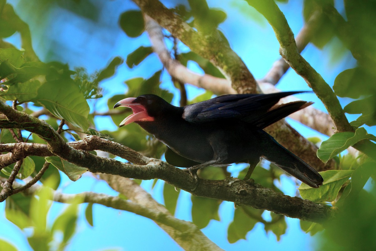 Guadalcanal Crow - ML647788821