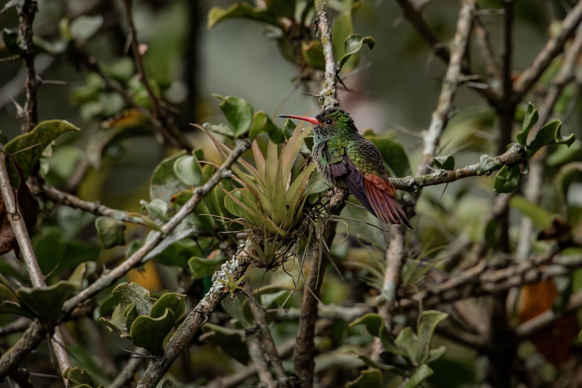 Rufous-tailed Hummingbird - ML647788822