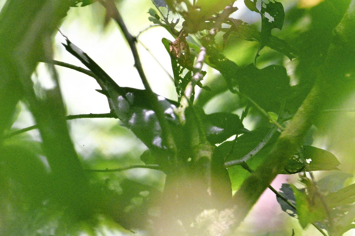 Solomons Monarch - ML647788823