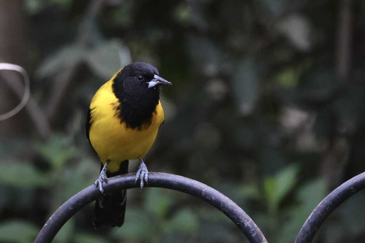 Audubon's Oriole - ML647788825