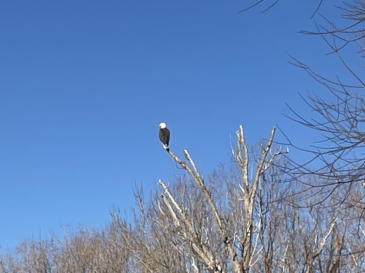 Itsas arrano buruzuria - ML647788826