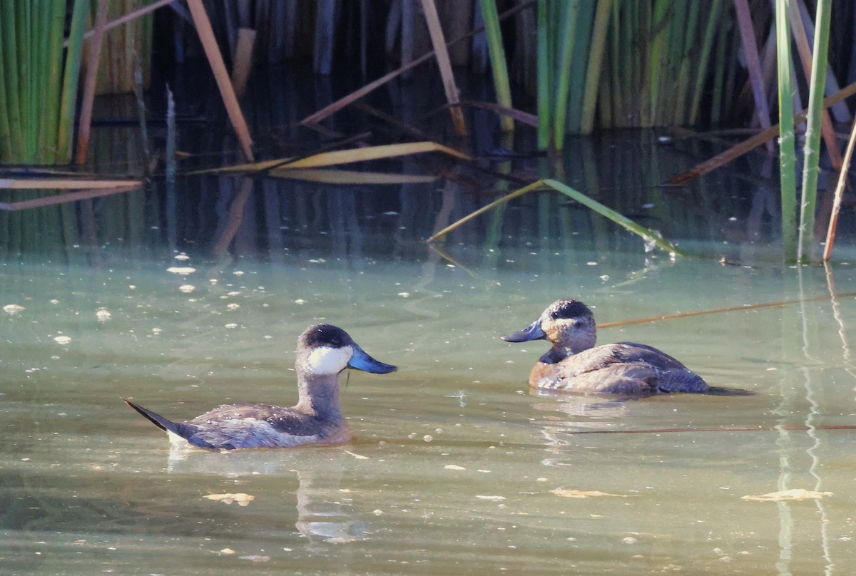 Ahate herdoiltsua - ML647788827