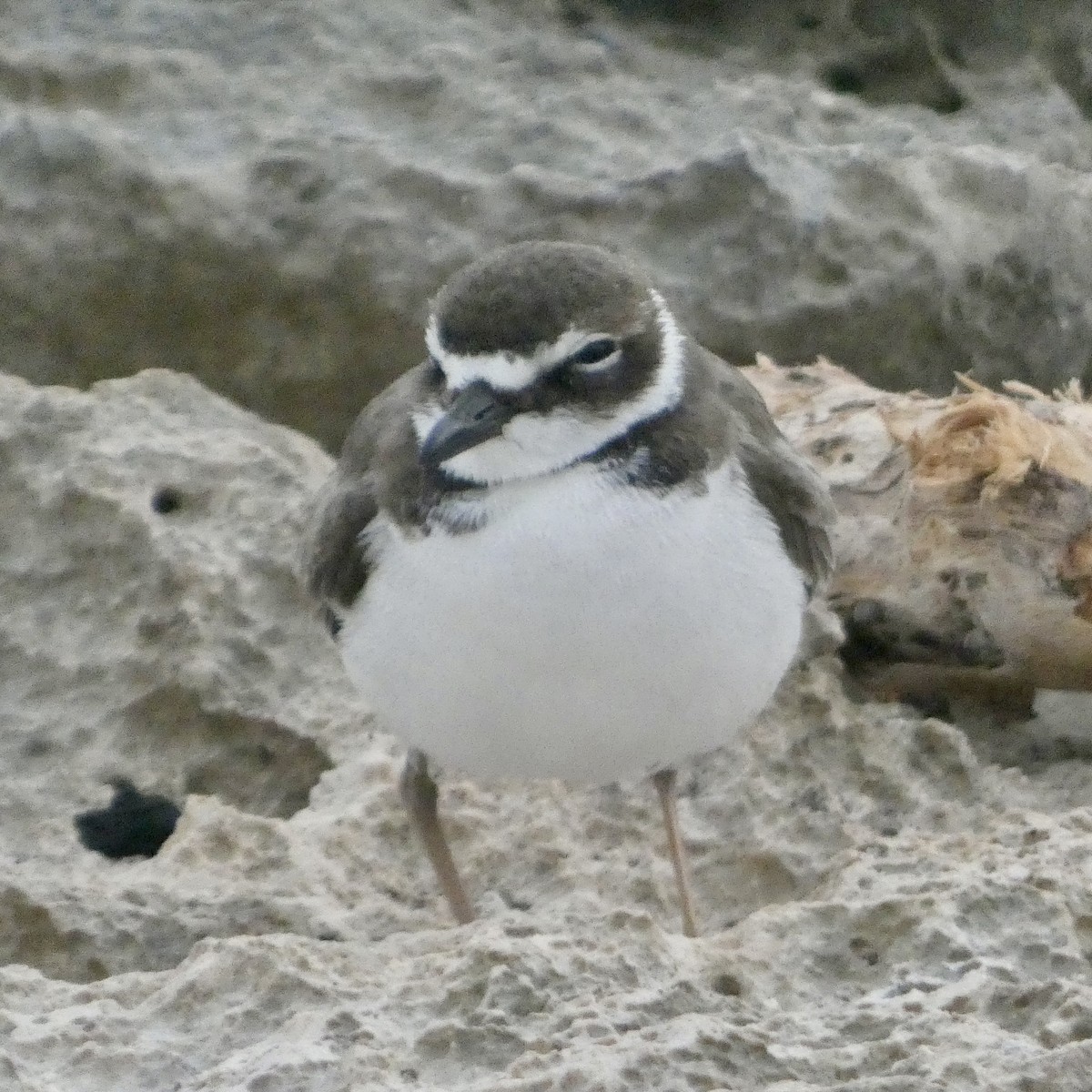 Wilson txirritxoa - ML647788828