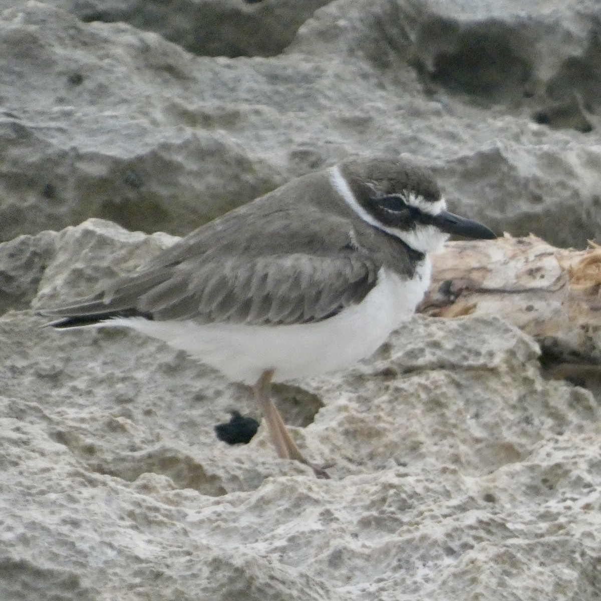 Wilson txirritxoa - ML647788829