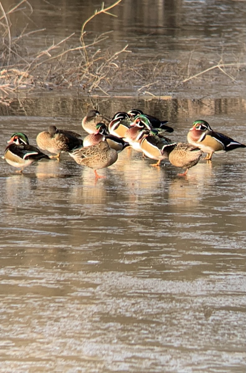 Ahate karolinarra - ML647788830