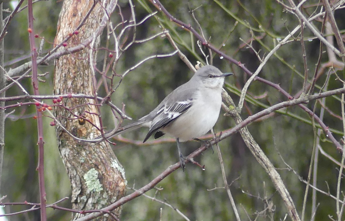 Northern Mockingbird - ML647788831
