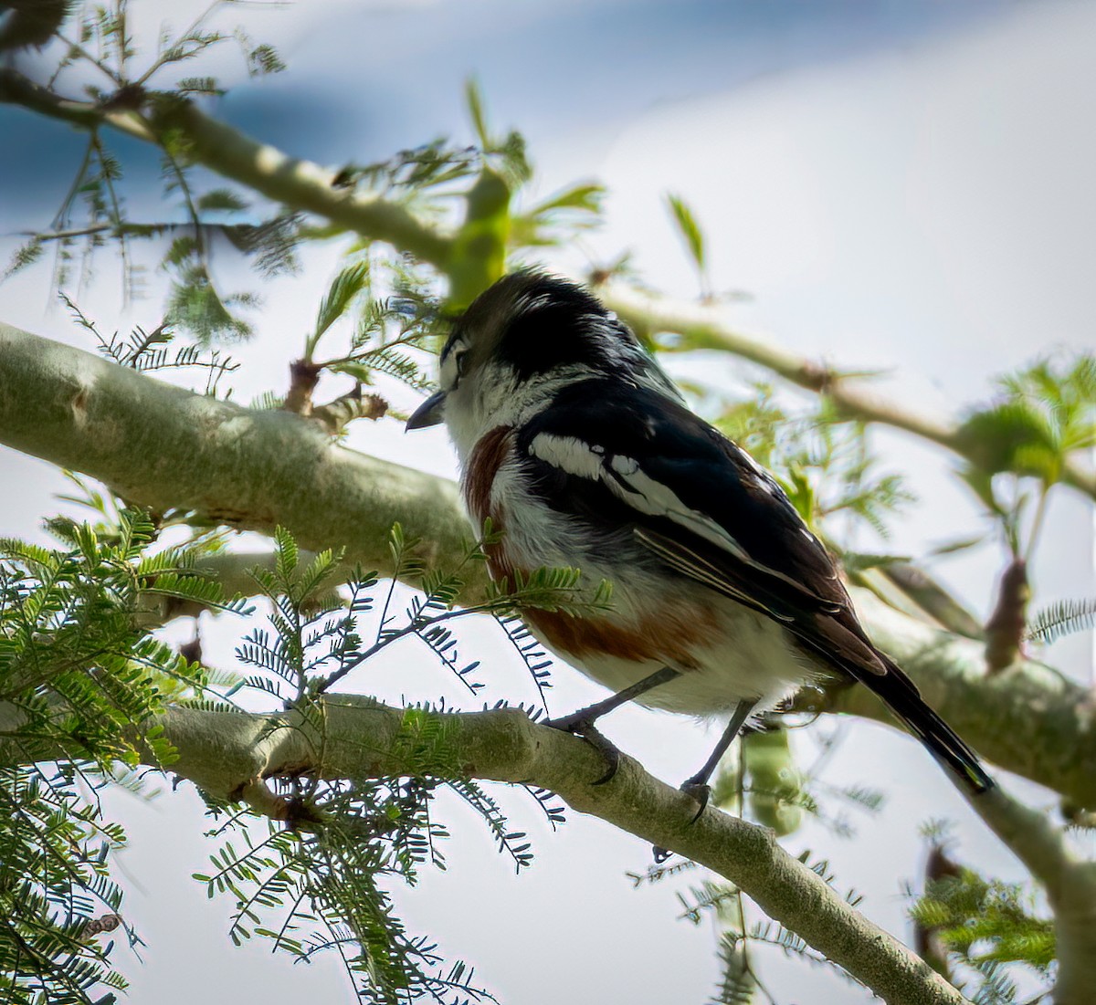 Brubru - ML647788832