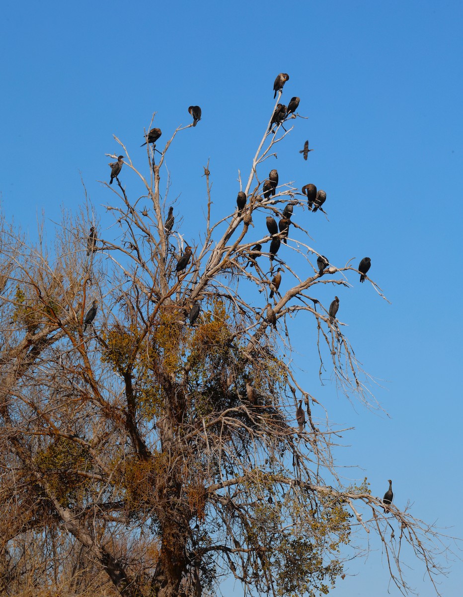 Ubarroi belarriduna - ML647788834