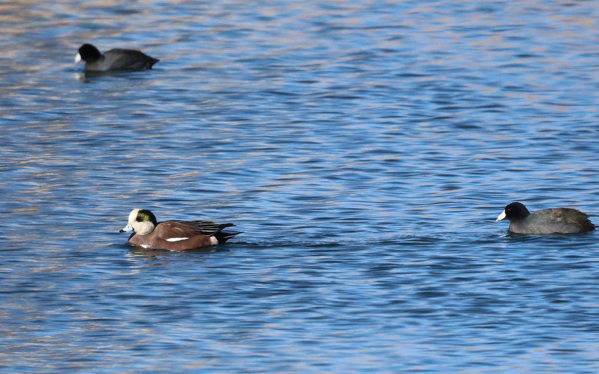 Ahate txistulari amerikarra - ML647788836