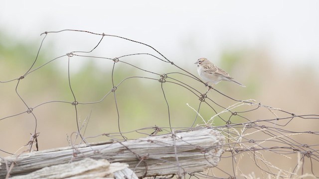 Потюк - ML647788838