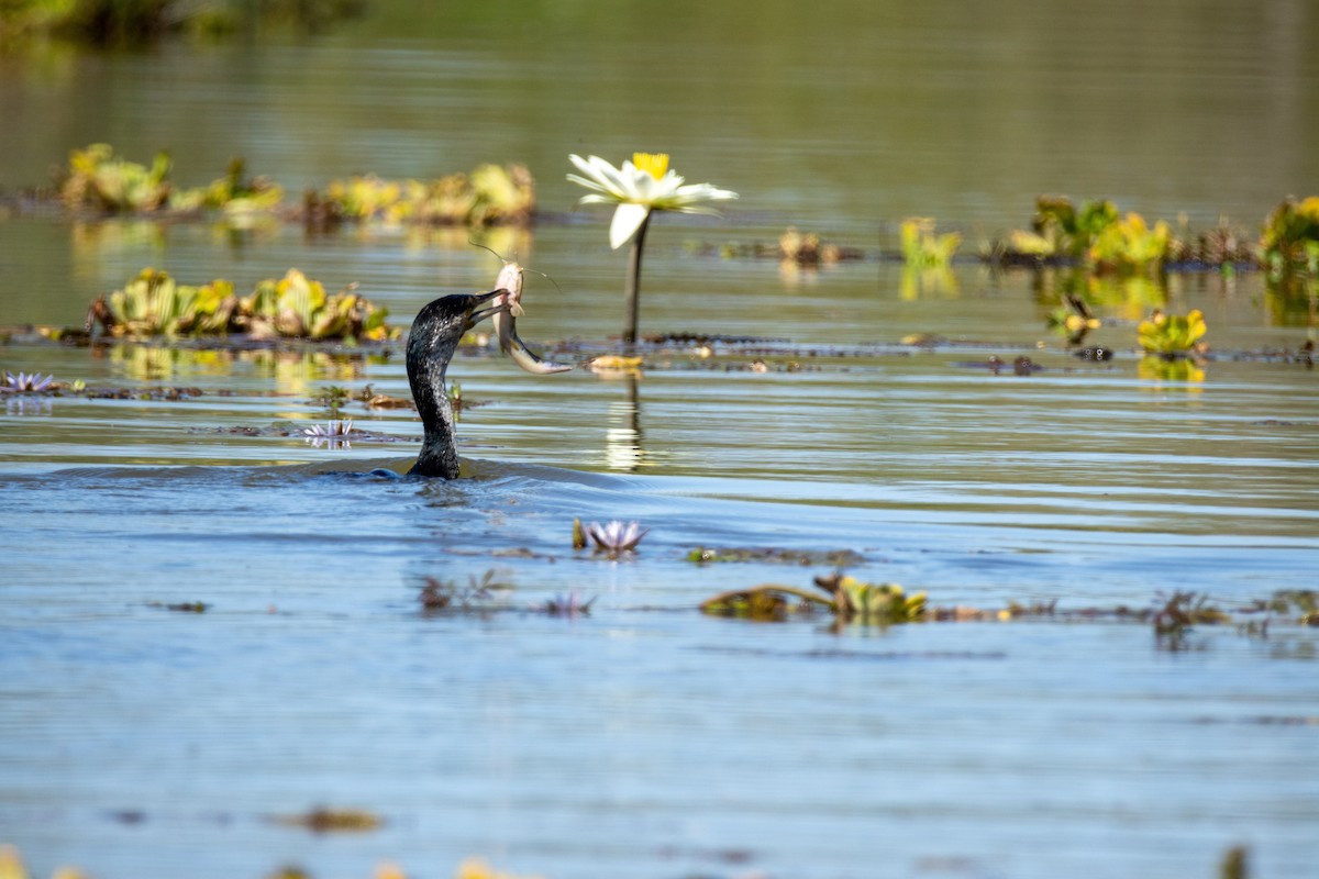 kormorán velký - ML647788840