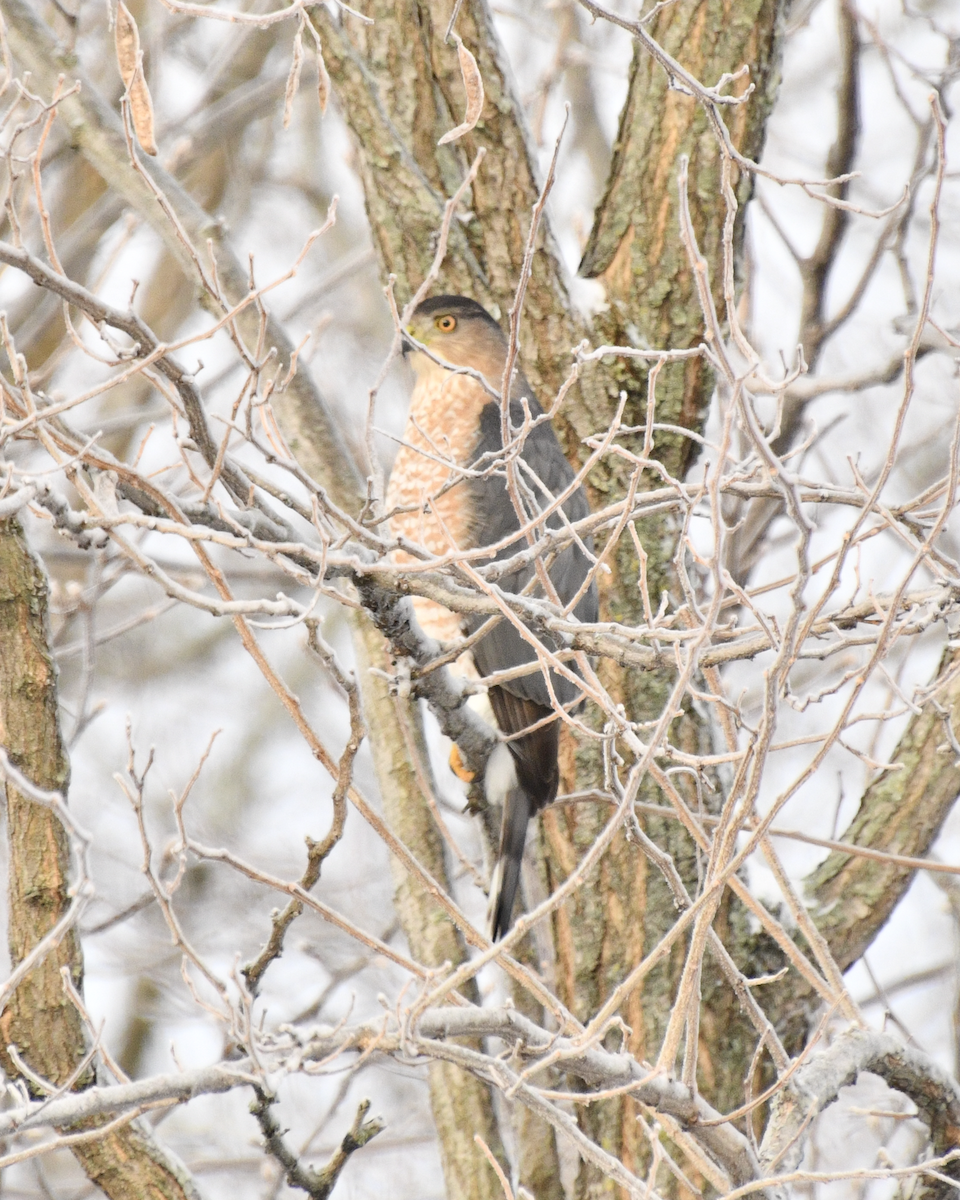Cooper's Hawk - ML647788847
