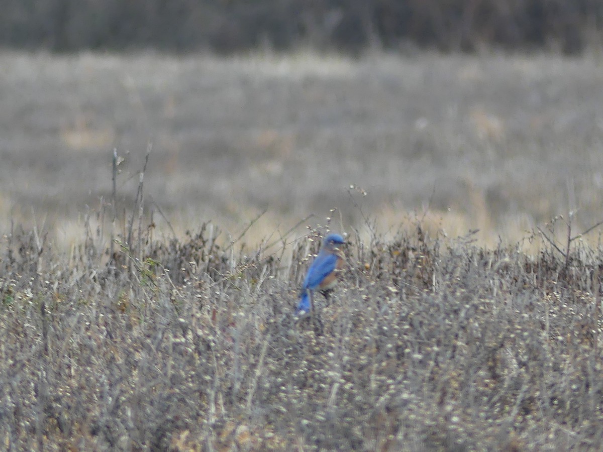 salašník modrý - ML647788859