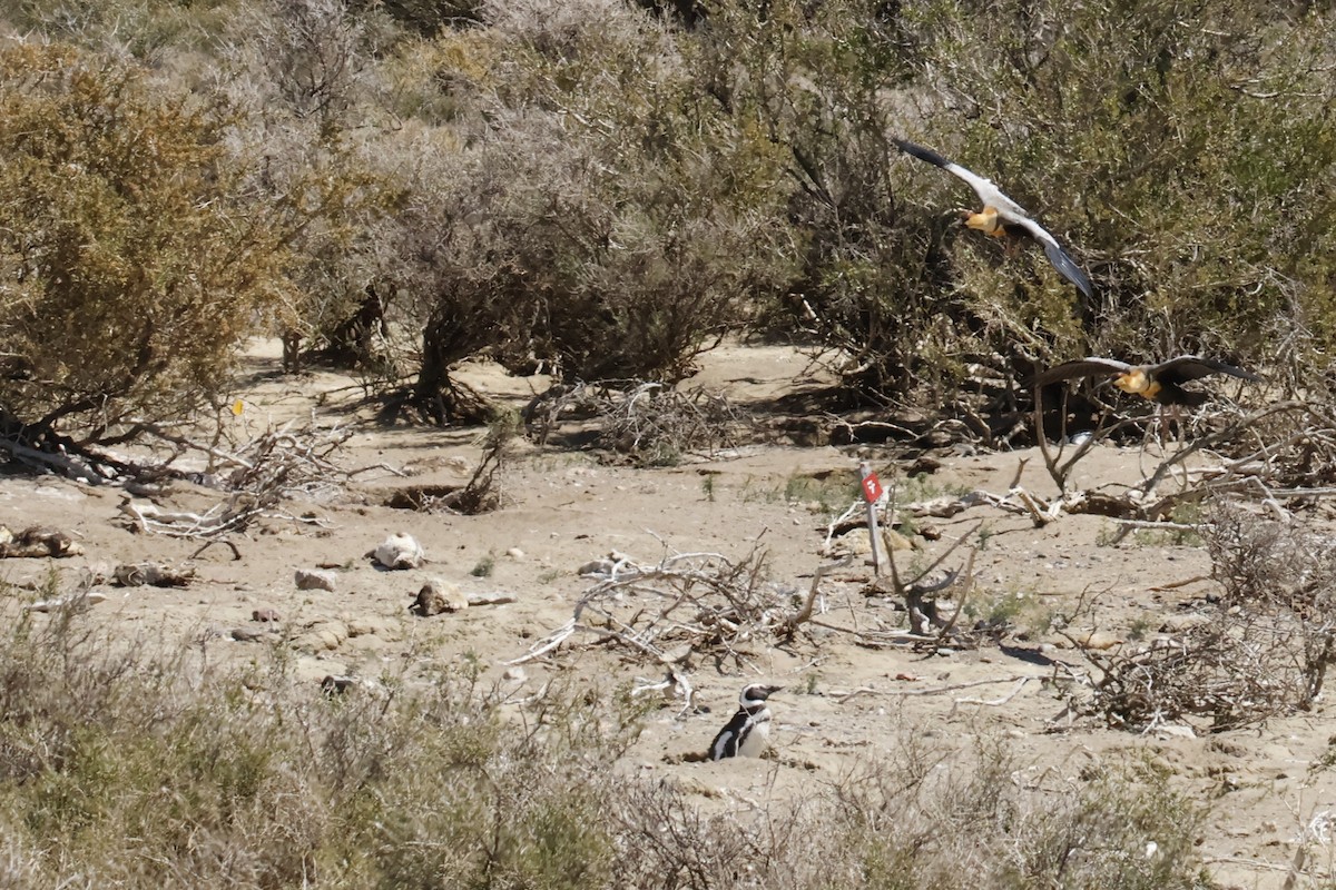 Black-faced Ibis - ML647788869