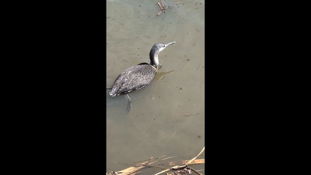 Гагара червоношия - ML647788872