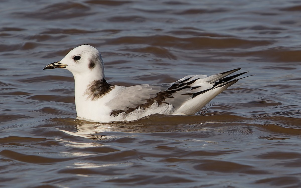 krykkje - ML647788876