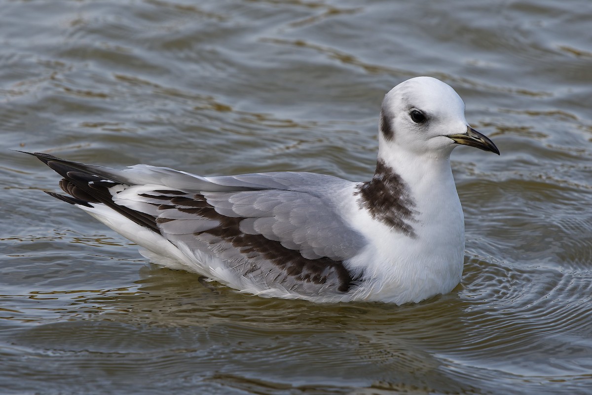 krykkje - ML647788877