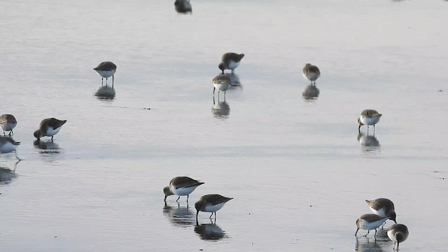 Побережник чорногрудий - ML647788881