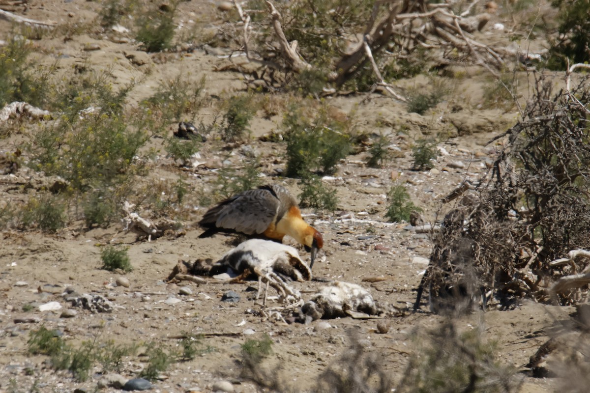 Black-faced Ibis - ML647788919