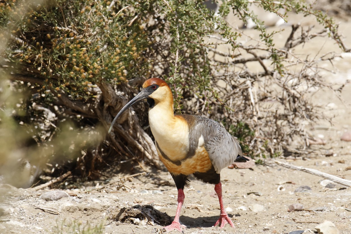 Black-faced Ibis - ML647788920