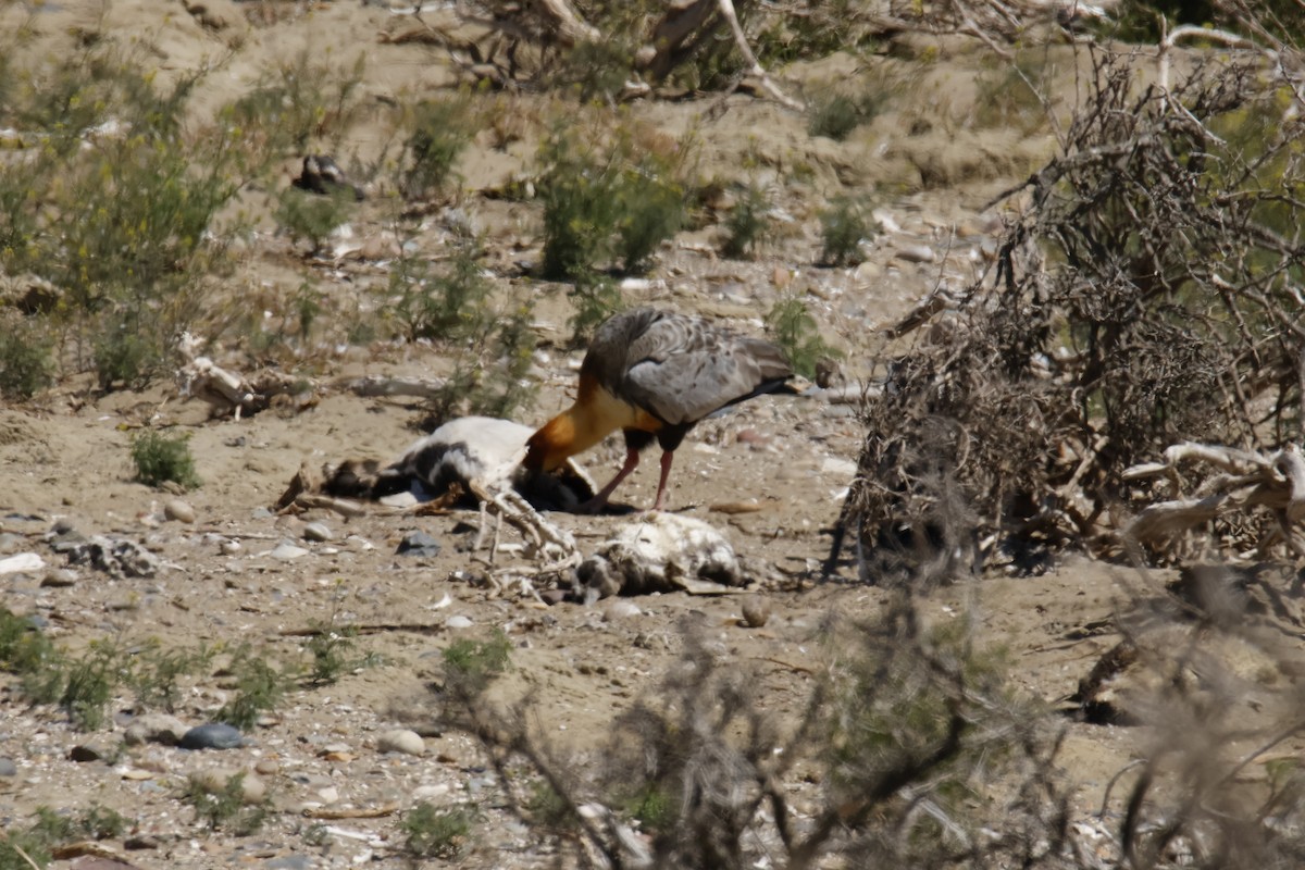 Black-faced Ibis - ML647788921