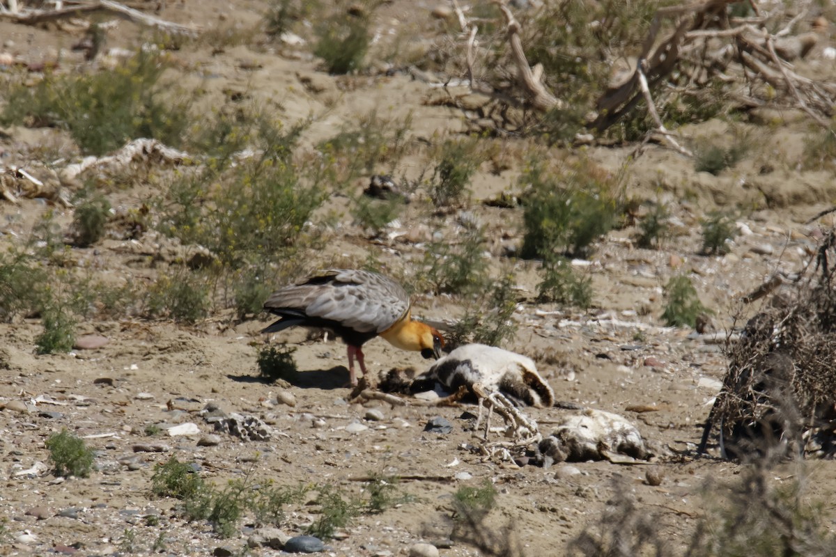 Black-faced Ibis - ML647788922