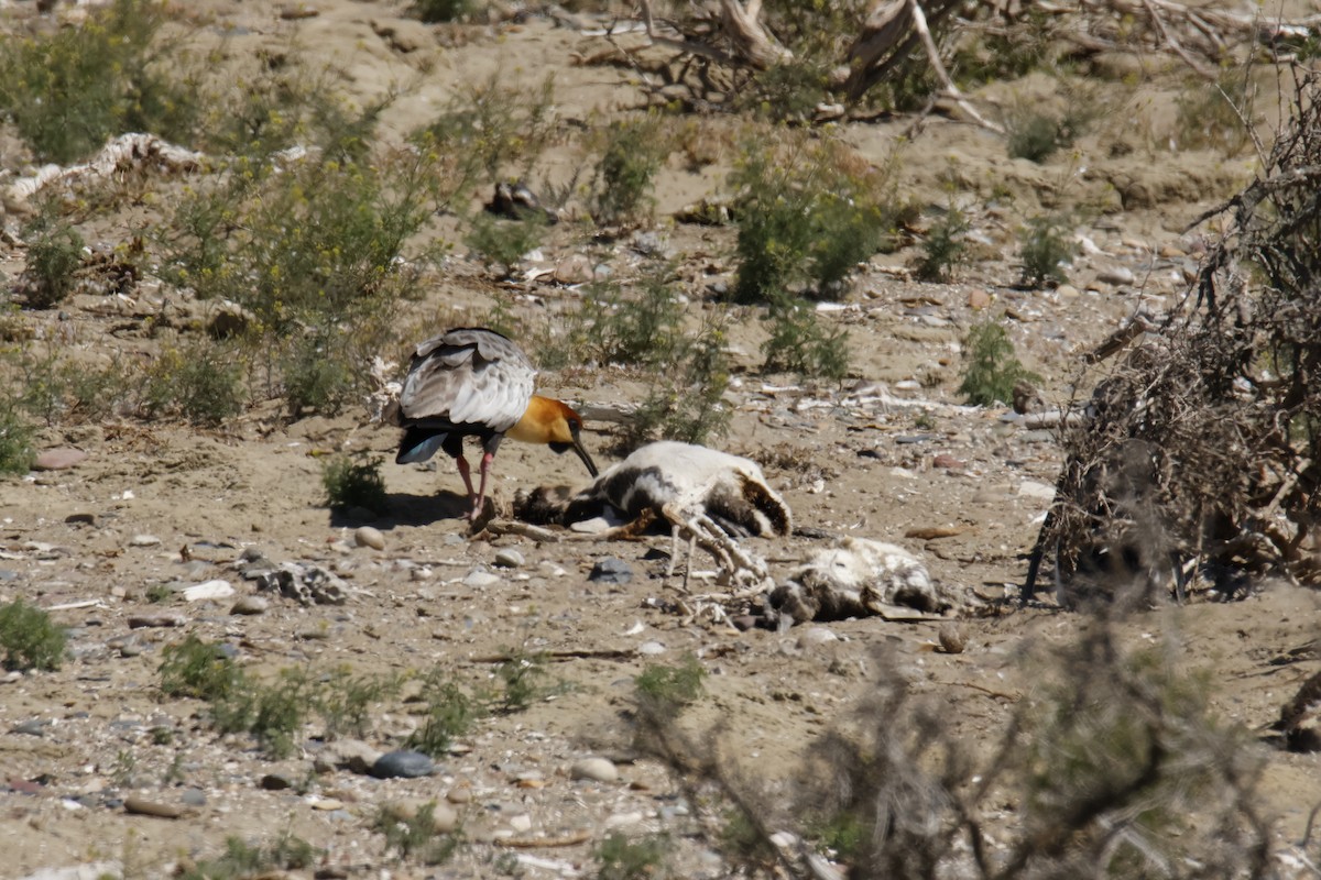 Black-faced Ibis - ML647788923