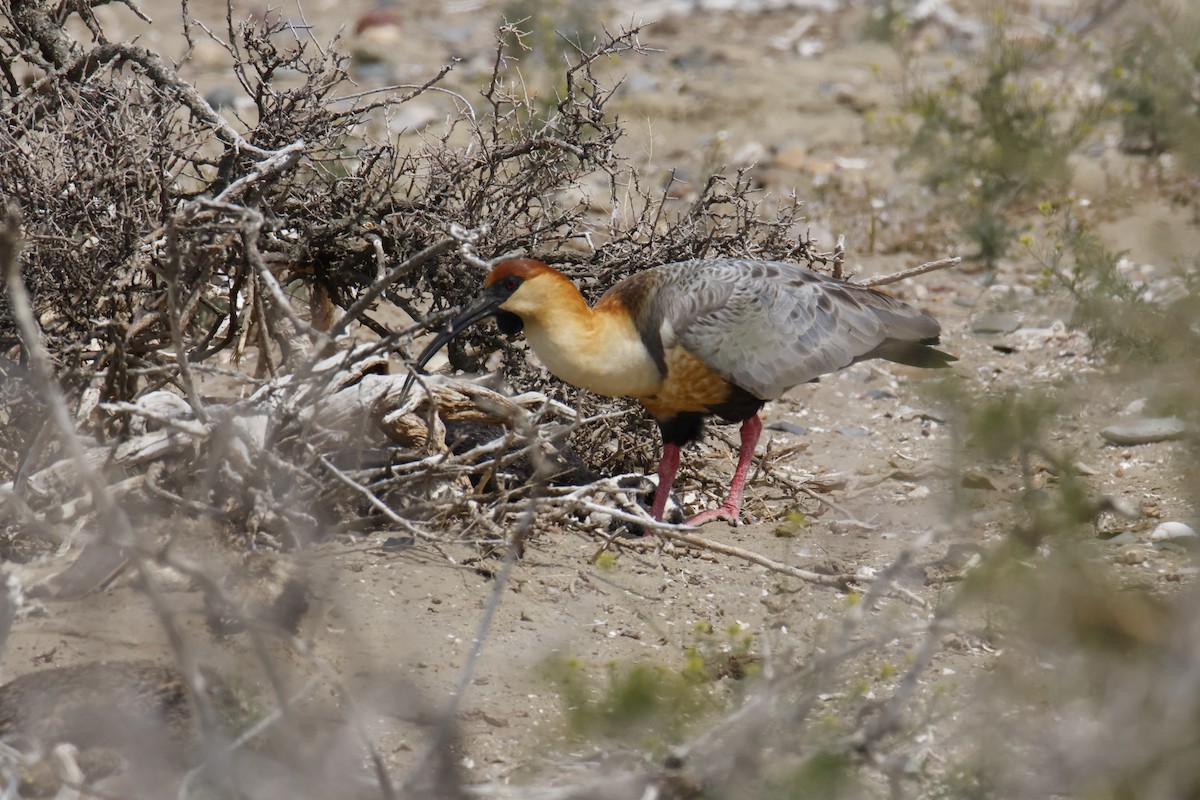 Black-faced Ibis - ML647788924