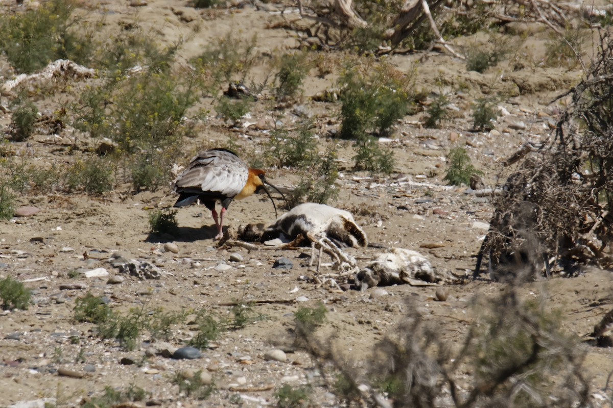 Black-faced Ibis - ML647788925