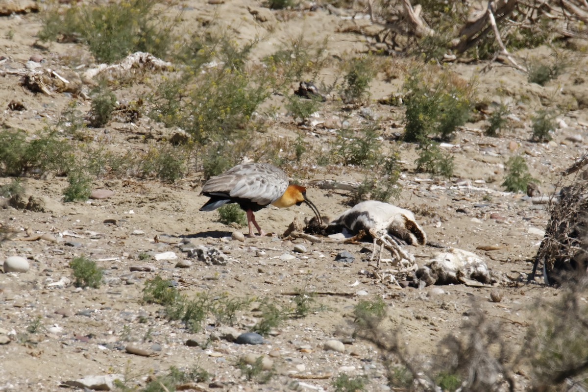 Black-faced Ibis - ML647788926