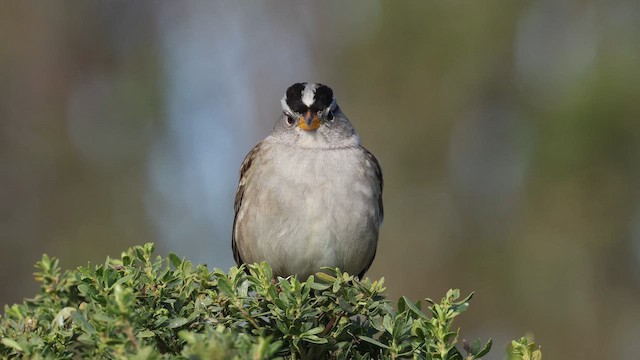Бруант білобровий (підвид nuttalli/pugetensis) - ML647788944